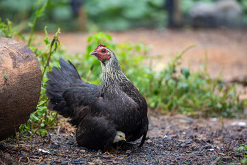 free range chickens