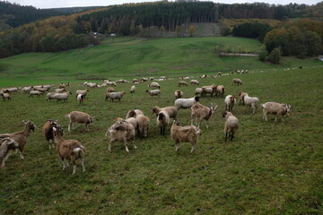 Ziegen im Sauerland