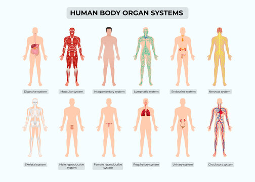 HUMAN BODY ORGAN SYSTEMS 