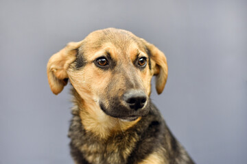 portrait of a dog with ears pressed to its head on a gray background