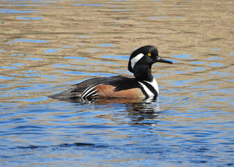 Male Hooded Monganser checking his territory