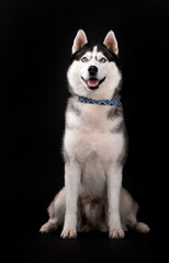 Beautiful dog breed husky on a black background