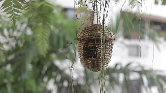 toma panoramica de nido para aves creada a manos.