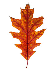 Mix of color autumn leaf on white background