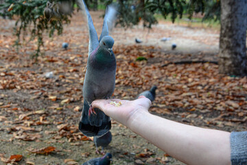 birds in hand