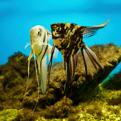 Two fish skalar striped in an aquarium with rocks in the background.