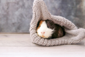 Guinea pig in a gray hat on gray background