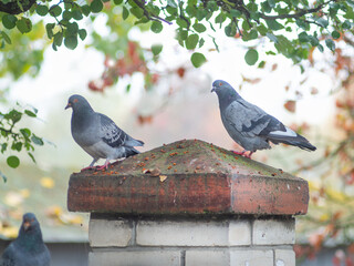 pigeons in the autumn park