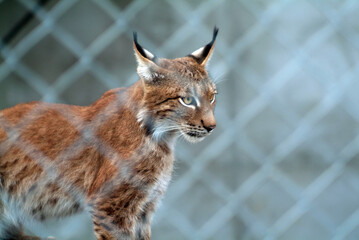 lynx near his house in the zoo