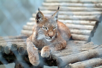 Fototapeta premium lynx near his house in the zoo