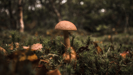 Mushroom in Scottish forest. Autumn in Scotland