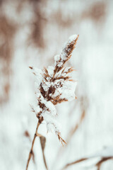 snow covered branches