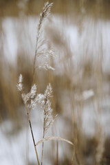Fototapeta premium grass in the snow