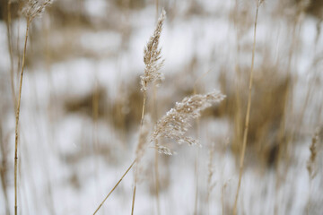 Fototapeta premium ears of wheat