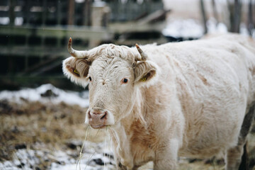 highland cow in winter