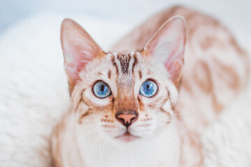 Close up portrait of beautiful Bengal cat with blue eyes on gray background.