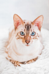 Beautiful Bengal cat with blue eyes on white soft fluffy plaid.