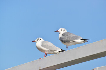 ユリカモメ