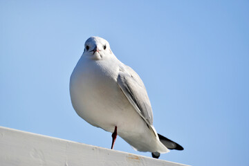 Obraz premium 一本足のカモメ