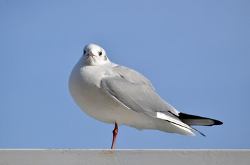 一本足のカモメ