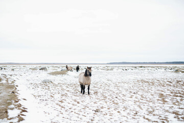 horse in snow