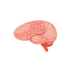 Cartoon flat person brain isolated on empty background-health care,human anatomy internal organ diagnostics,medical treatment and therapy,educational material concept,web site banner ad design