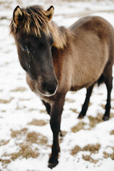 Obraz premium horse in the snow