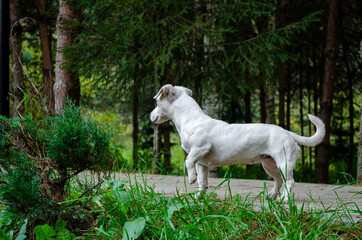 jack russell terrier playing in the park