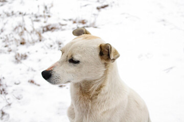 White dog in snow