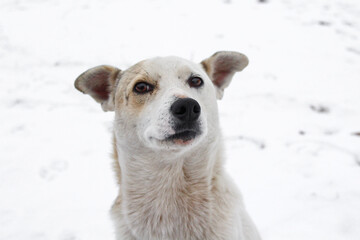 Obraz premium White dog in snow
