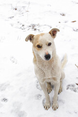 White dog in snow