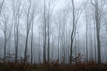 Fototapeta na wymiar The misty and mysterious forest