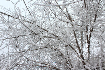 Fototapeta na wymiar Bare tree frost covered in winter