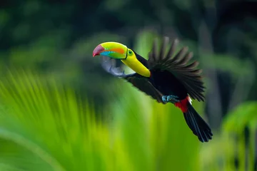 Papier Peint photo autocollant Toucan Tukan krátkozobý (Keel-billed toucan)