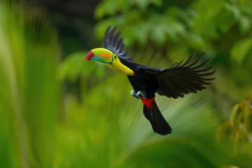 Crédence de cuisine en verre imprimé Toucan Tukan krátkozobý (Keel-billed toucan)