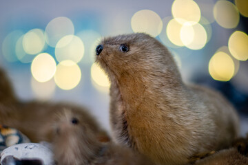 Robbe Seelöwe Deko in einer Szene am Meer