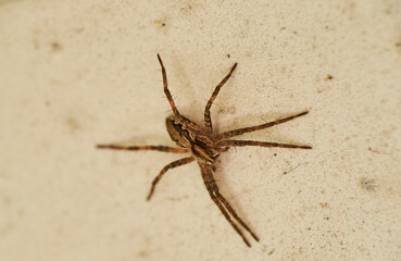 Zoropsis spinimana spider species, family of the Zoropsidae. Looks like a wolf spider