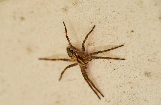 Zoropsis spinimana spider species, family of the Zoropsidae. Looks like a wolf spider