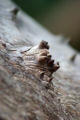 A natural texture of a dry tree bark, vertical orientation