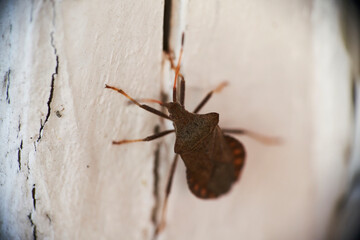 A dock bug Coreus marginatus , on a white stone