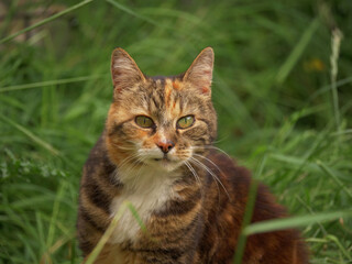 Calico adult cat in the grass medium shot