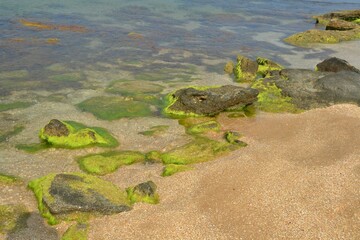 Beautiful stones with algae in the sea