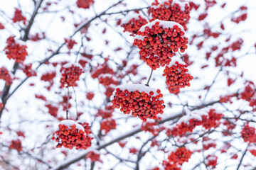 Snow covered bunches of red rowan berries.