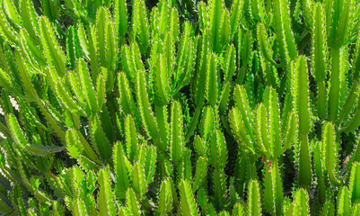 green cacti close up. green background of cacti in clear weather. tropical cactus.