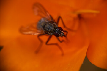 Common house fly Musca Domestica on a orange leaf macro, extreme close-up