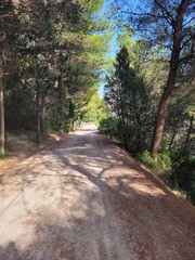 Chemin en forêt - Croatie