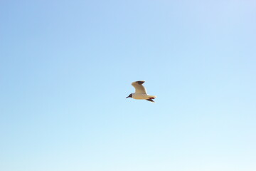 gaviota sobre cielo azul