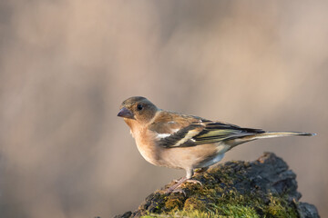 Common chaffinch Fringilla coelebs. In the wild