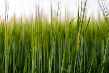 Young green barley growing in agricultural field in spring. Unripe cereals. The concept of agriculture, organic food. Barleys sprout growing in soil. Close up on sprouting barley in sunset.