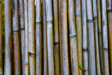 Fototapeta premium bamboo background